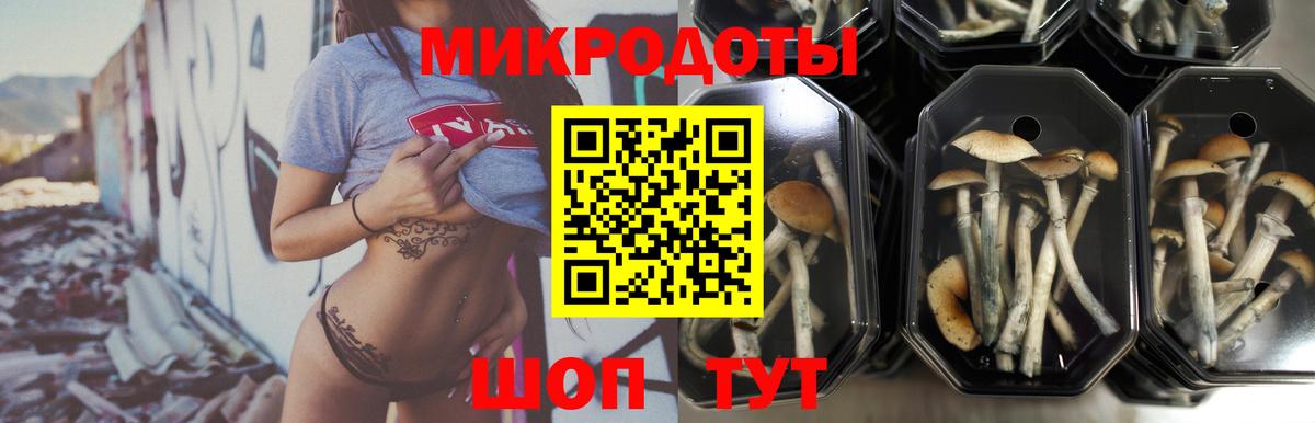 Шебекино  Галлюциногенные грибы Psilocybine cubensis  Вход с VPN 